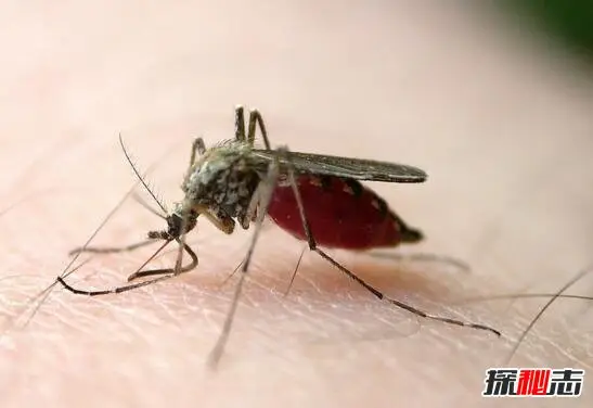 蚊子的寿命有多长，最多可以活四个月