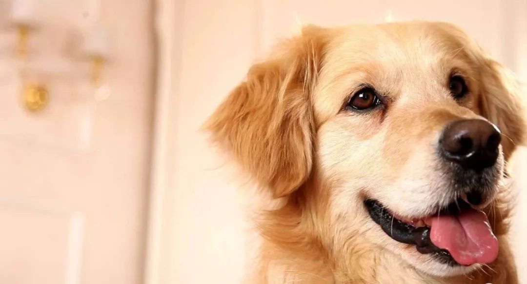 如果狗狗患上抑郁症，你该如何治愈它？