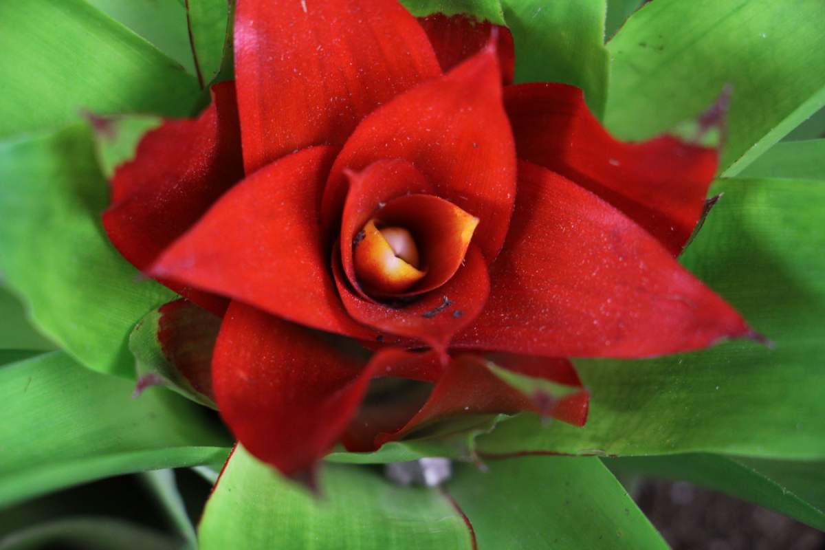 鸿运当头莺歌花怎么养比较好记得收藏