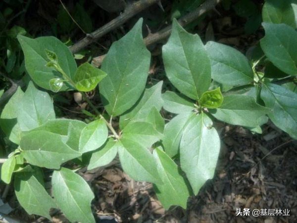 农村常见的这种“柞刺”原来就是“黄金木”
