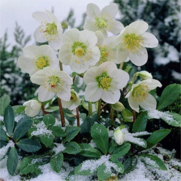 20种“漂亮花”耐-15℃低温,冬天放外面冻一冻,开花还更多