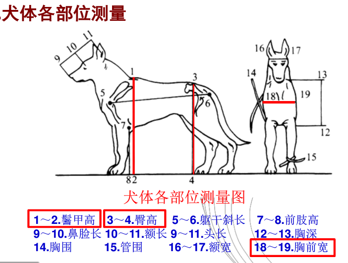 在专业的角度从犬的身体结构和外貌特征 判断犬的类型 天天看点