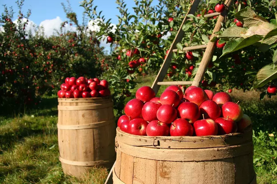 记住“梨”的英文是pear：轻松掌握这个水果的英语表达