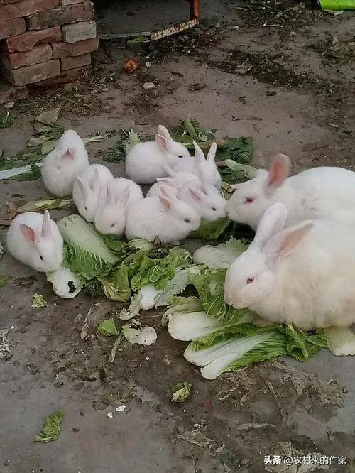 新手养兔的几个小忌讳(为什么养兔子没有发财的)插图(2)