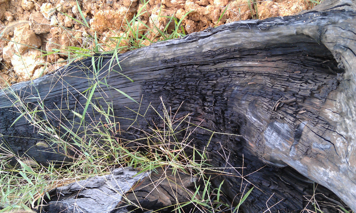 广元羊木河疑似现千年乌木 乌木价值不菲,为何广元很多?