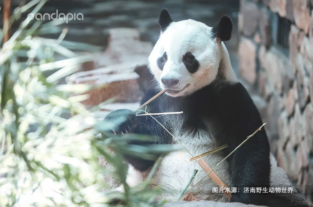 猛男必备礼物（生日礼物 男）