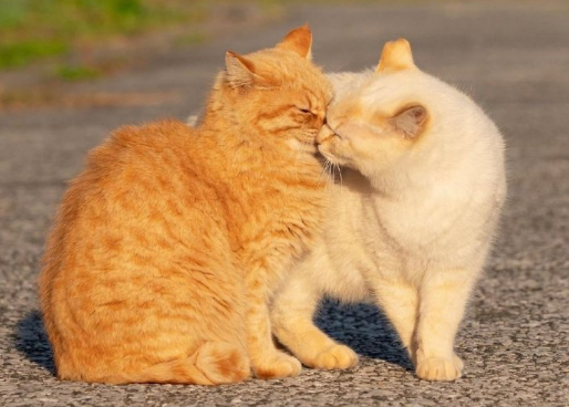 母猫第一次发春是什么时候，如何照顾发情的母猫？