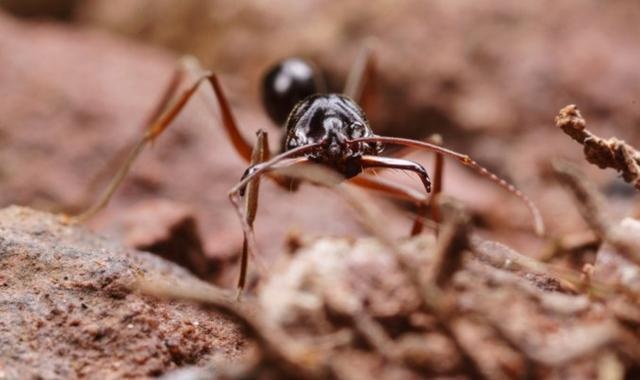 宽节箭蚁:是根据德国梅塞尔油页岩与附近艾克菲德马尔的惊人发现而来.