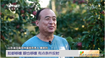苹果又发布新品了？红皮苹果常见 红肉苹果你见过吗？
