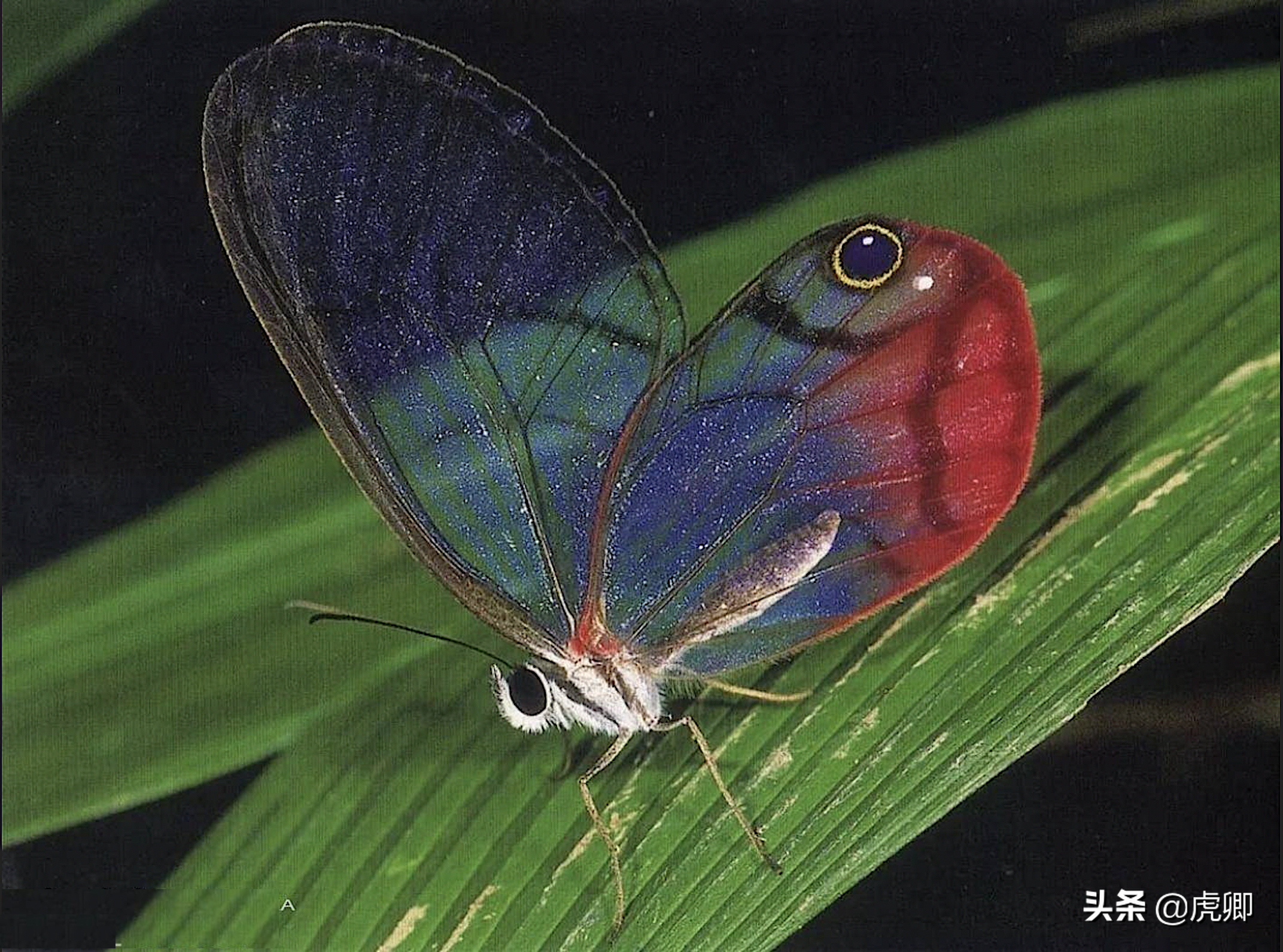 世界上有什么昆虫最贵图片