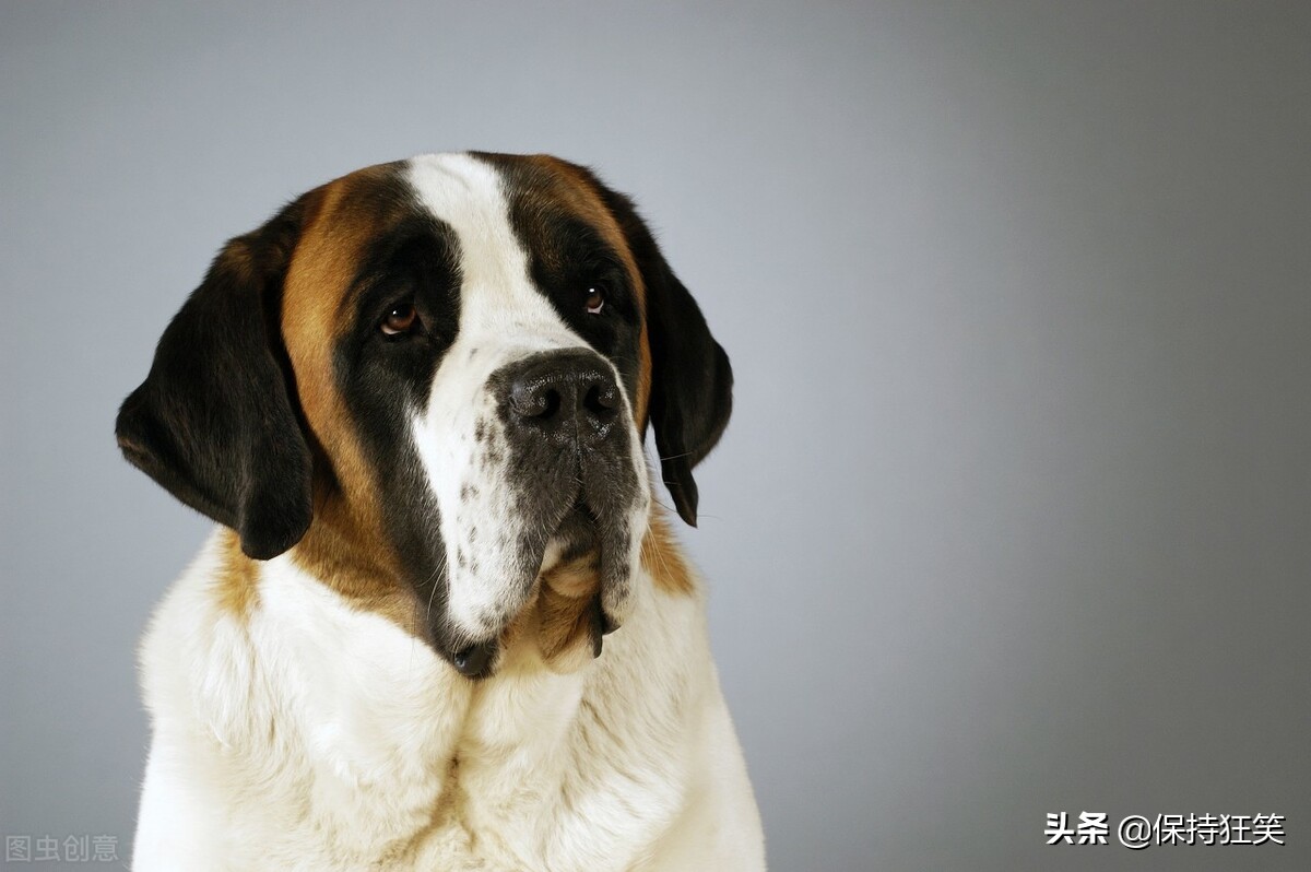 【大型犬好き必見！】大型犬の魅力と人気がある大型犬5選 | めめけ英語塾