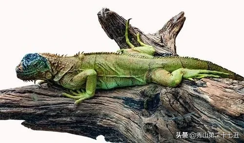 世界上最大最恐怖的蜥蜴，他们只有一个天敌