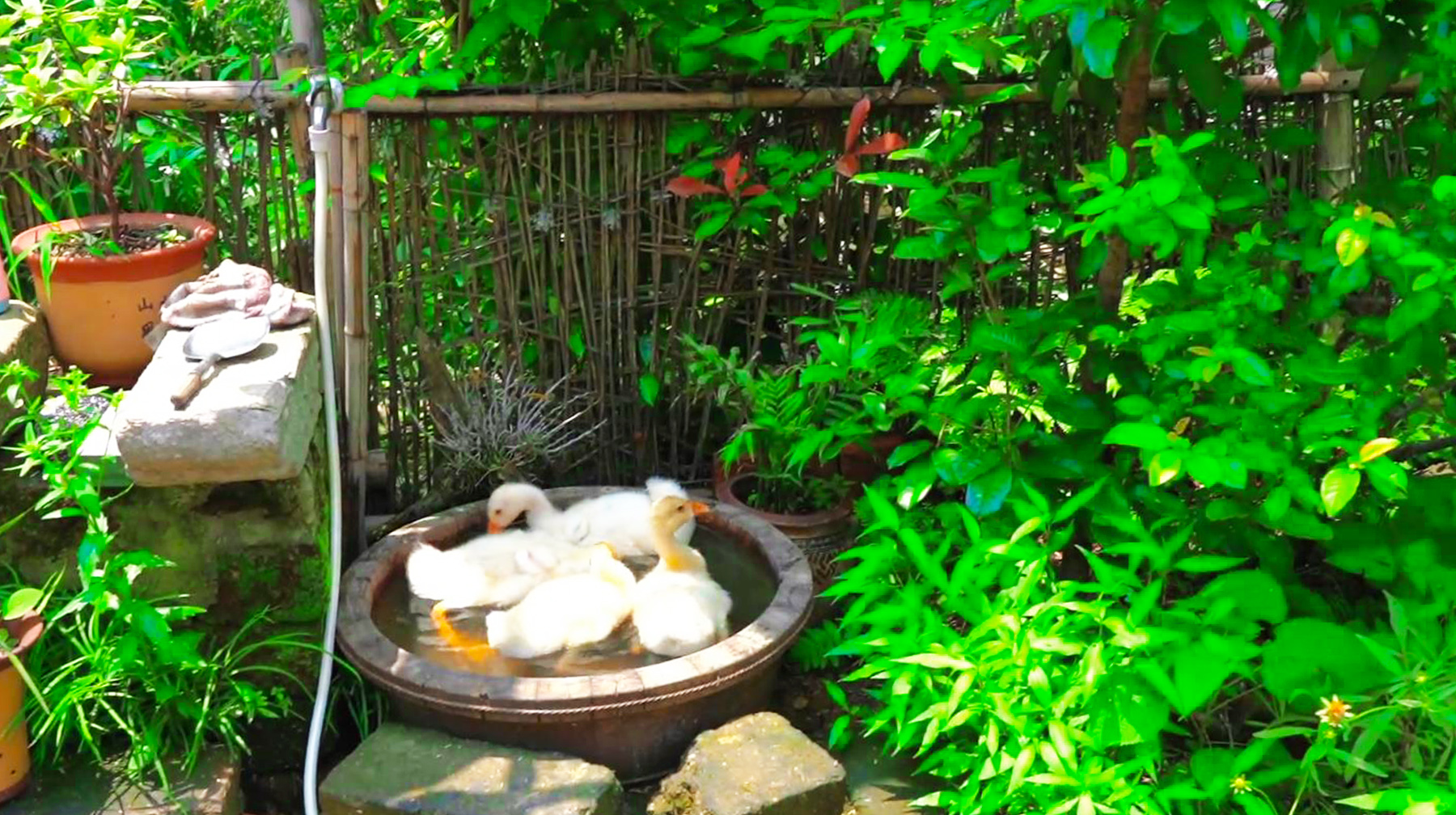 武汉新洲区有哪些旅游景点(武汉市新洲区双柳旅游景点)