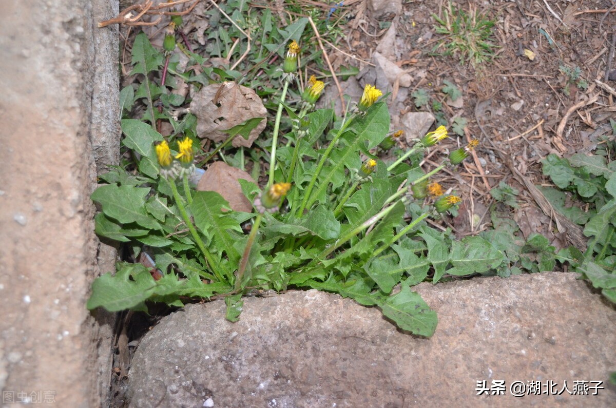 65种野菜图片大全，教你认识不同的野菜和吃法，你想要的野菜都有