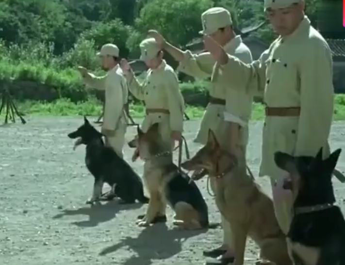 《犬王》導演姚守崗，拍戲炸死軍犬，15年後接受采訪，仍毫無悔意