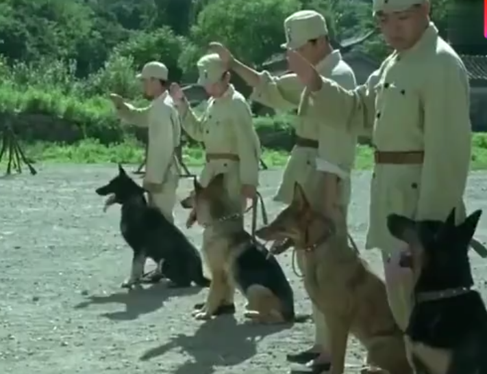 《犬王》导演姚守岗，拍戏炸死军犬，15年后接受采访，仍毫无悔意