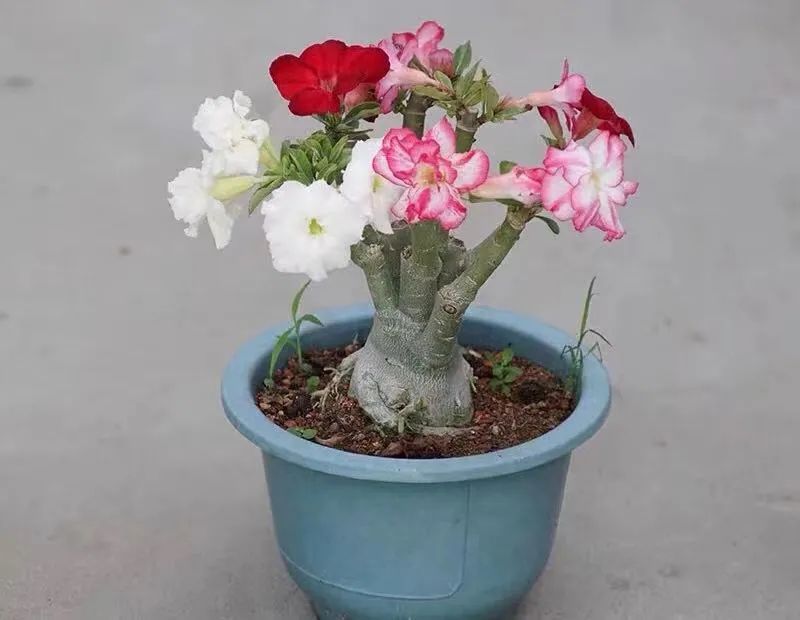 想让沙漠玫瑰多开花,春天记住4个"狠",花繁色艳,轻松美爆盆