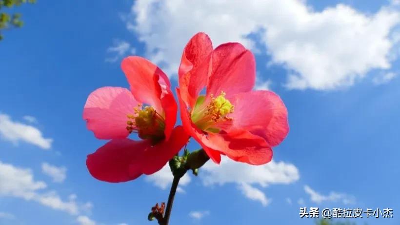 股市两极分化，医药白酒投资机会详解