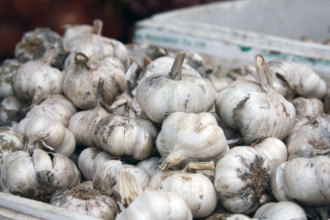 吃不完的大蒜，保存原来如此简单，给你支一招，不长芽不干瘪