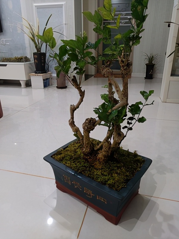 茉莉花矮桩怎么养新手必看「精心整理」 -骁龙网