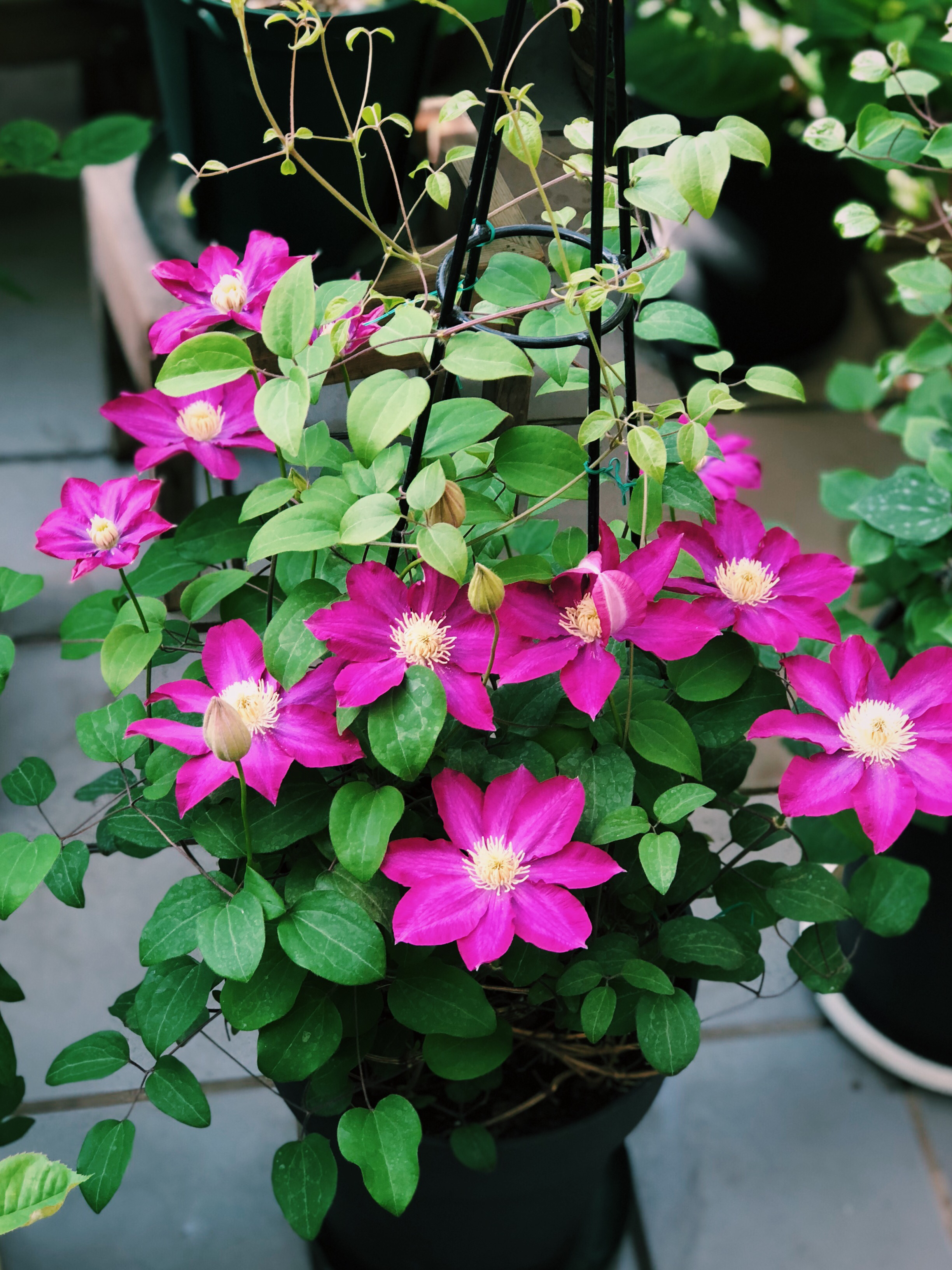 7种小型藤本植物，能在阳台上养，花量巨大，花期长，阳台变花园