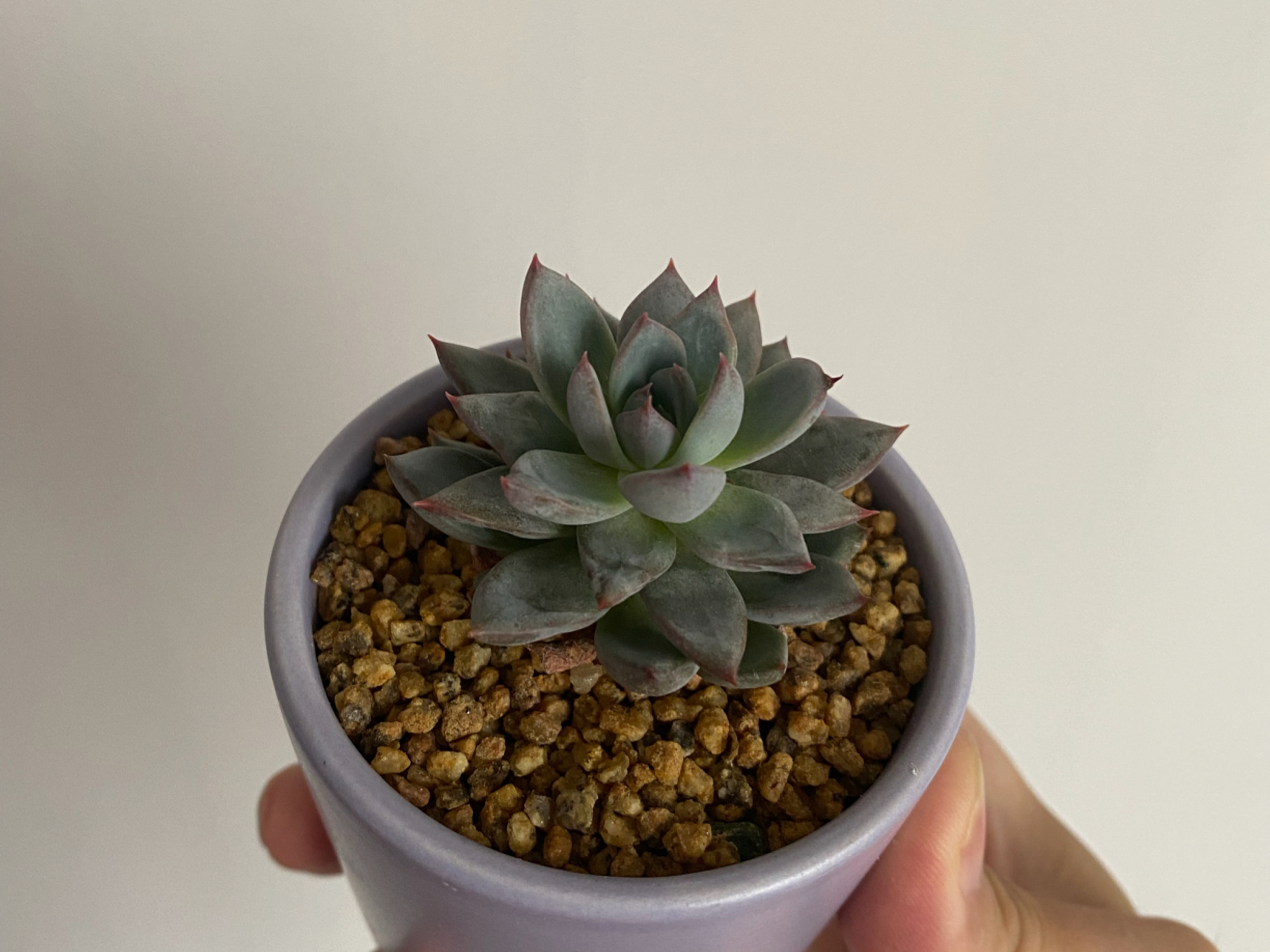 女美月,名字唯美颜色更美的一款多肉,养在室内阳台也能出状态