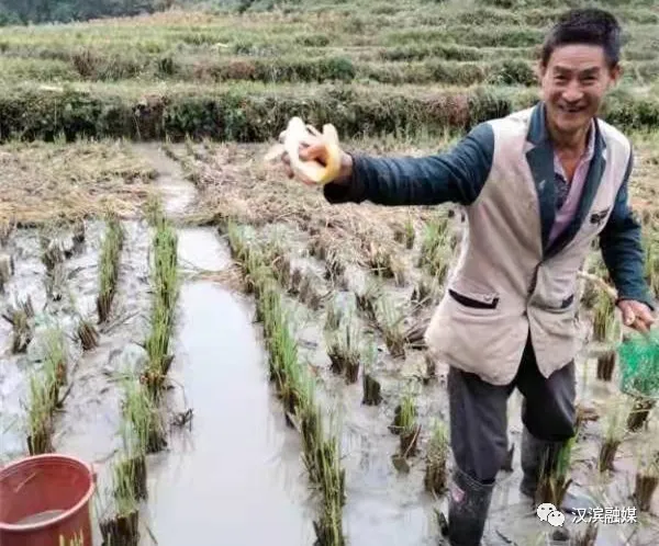 打卡田心社区 体验稻鱼共生的丰收喜悦