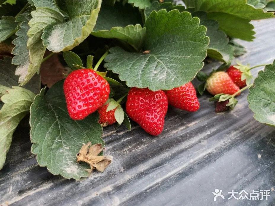 草莓季來了！廣州摘草莓指南出爐！快帶孩子走起
