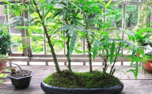 按照这几方面养护佛肚竹盆景,保证枝叶繁茂,造型优美!
