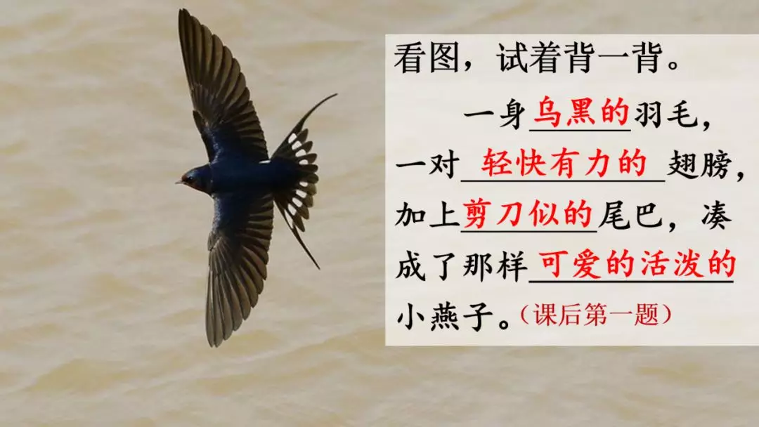 部编版三年级语文下册第二课《燕子》知识点及课堂测试题