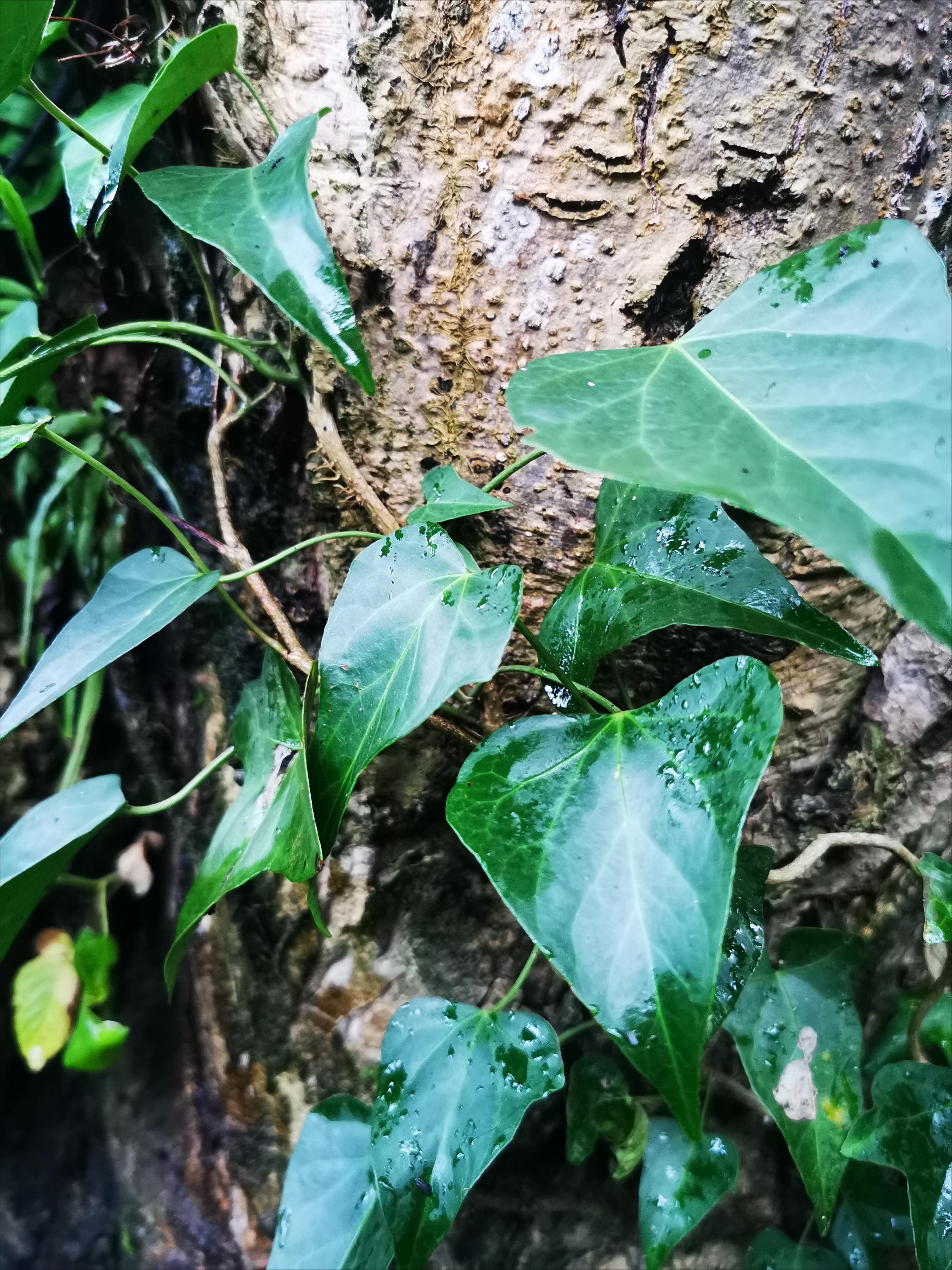 贵州深山里有一种植物“风湿藤”，老百姓用它煮水泡脚，功能强大