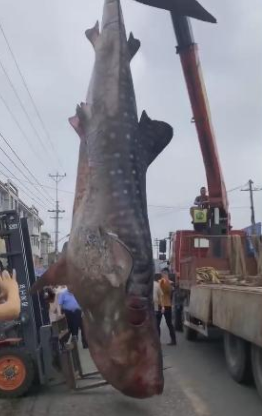 江苏渔民误捕3吨重鲸鲨！出水即死，这种“温柔巨人”有多可怜？