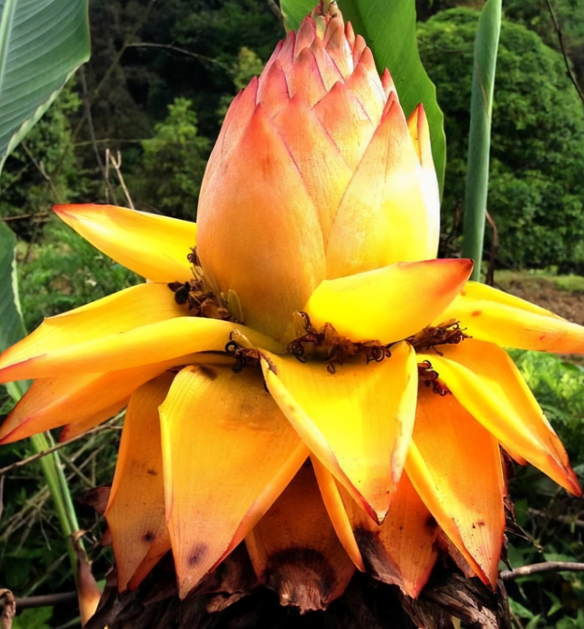 5种"吉祥花",个个都有好兆头,家里养上几盆,招财又旺运