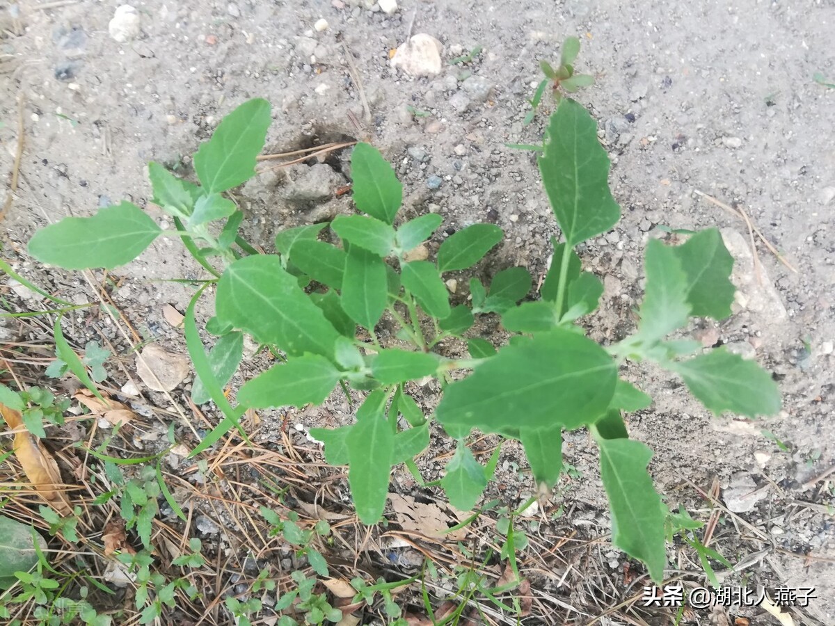 65种野菜图片大全，教你认识不同的野菜和吃法，你想要的野菜都有