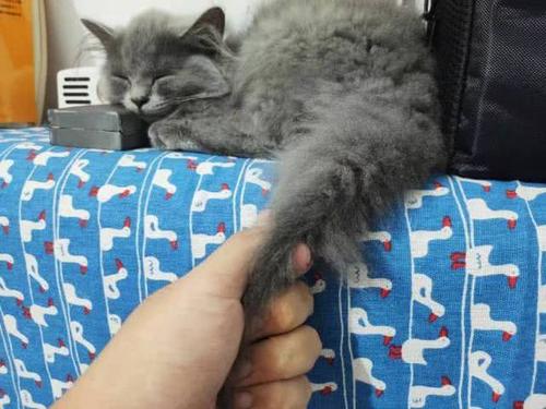 拽猫尾为啥会“拉稀”？阴天为什么猫咪爱洗脸？了解下猫咪感官