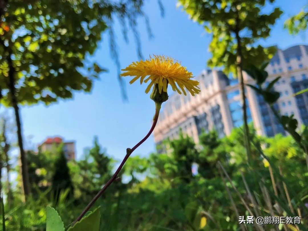 拾起一枚秋叶，点亮山东中医药高专的秋