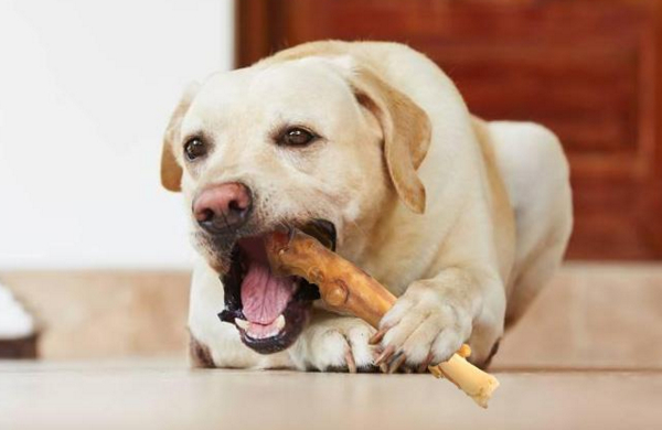 合理给狗狗喂养一些零食，能够增进你们的感情！这些狗狗都爱吃！