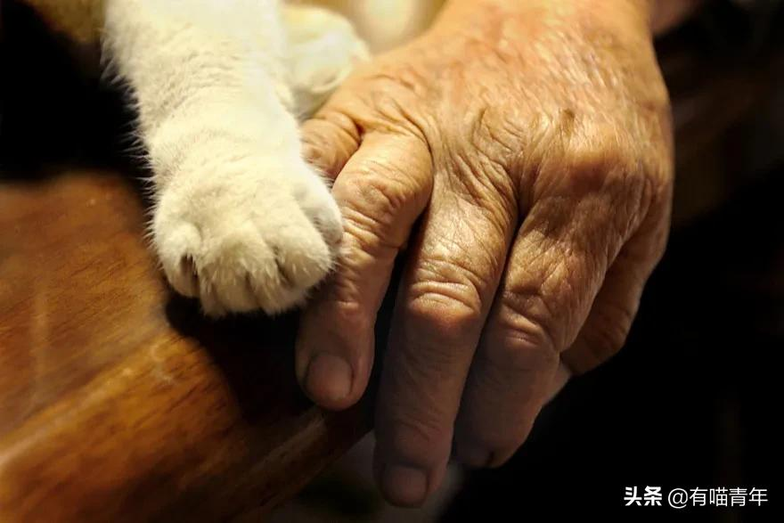 谢谢，福丸！再见，福丸