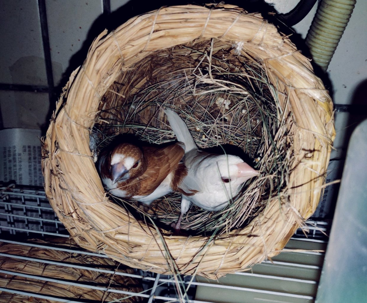 保姆鸟如何使用?使用十姐妹代孵的繁殖技巧