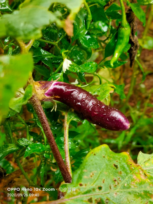 这种蔬菜是隋炀帝特别的喜欢，钦点命名为“昆仑紫瓜”