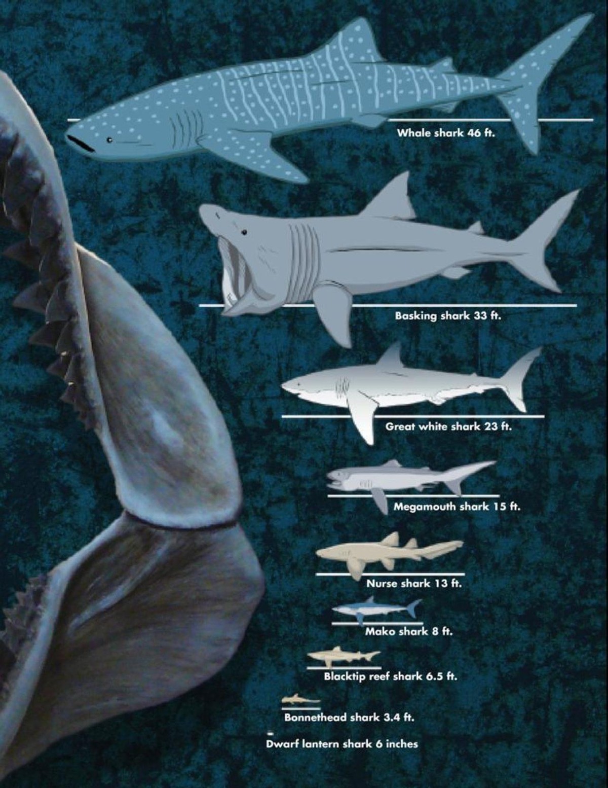 江苏渔民误捕3吨重鲸鲨！出水即死，这种“温柔巨人”有多可怜？