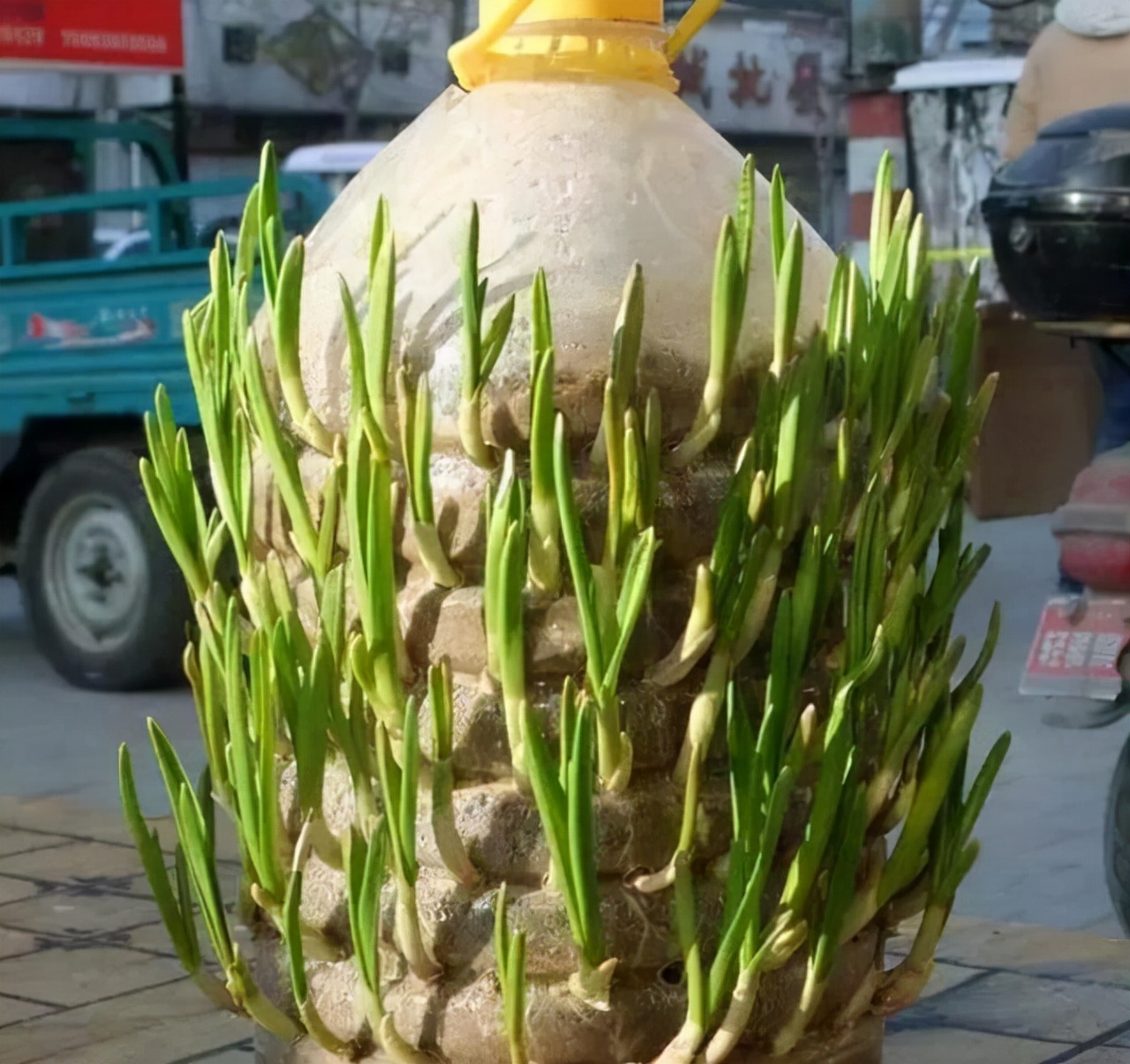 家有“空油桶”别扔掉，1个能养60棵“蒜”，种点菜家人吃得健康