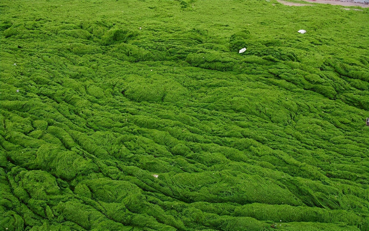 山東青島迎來最大規模滸苔 已打撈24萬噸 傷害史上最大 安徒生丟了童話誒 Mdeditor