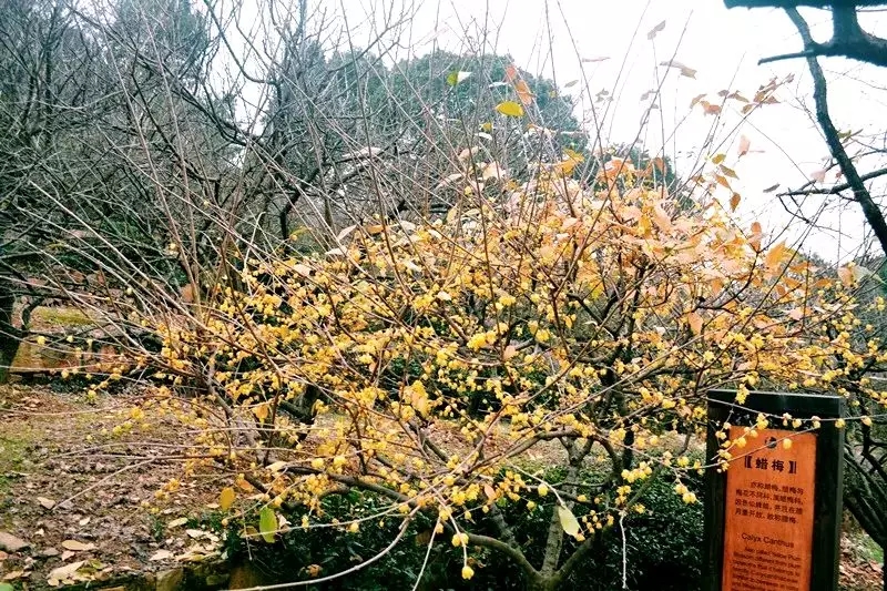 20种“漂亮花”耐-15℃低温,冬天放外面冻一冻,开花还更多