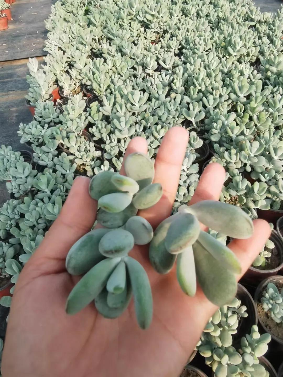 不同于可以叶插的多肉品种,乒乓福娘叶插成功率比较低,所以大部分大棚