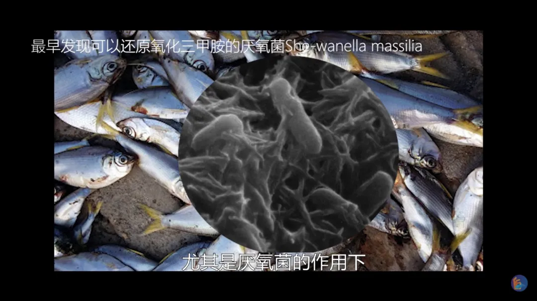 海水鱼的腥味是什么东西？人身上竟然也有？