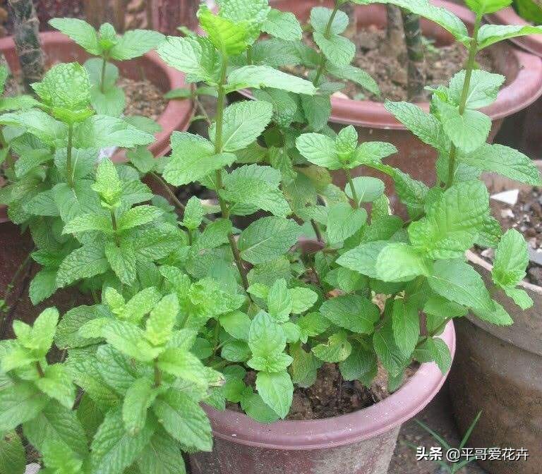 清香木驱蚊草真的能驱蚊吗【正宗清香木驱蚊方法】_娱乐动态_5x6q生活