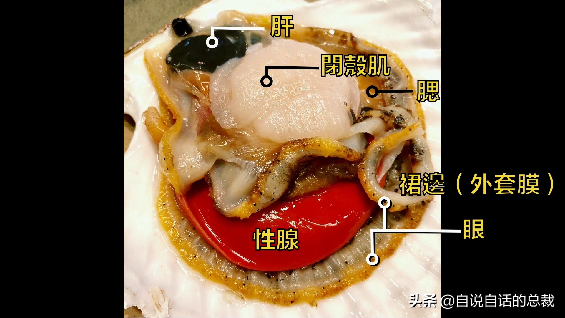 蛤、蚶、蛏、蚝、蚬有什么区别？这是一群美味海怪与人类的故事