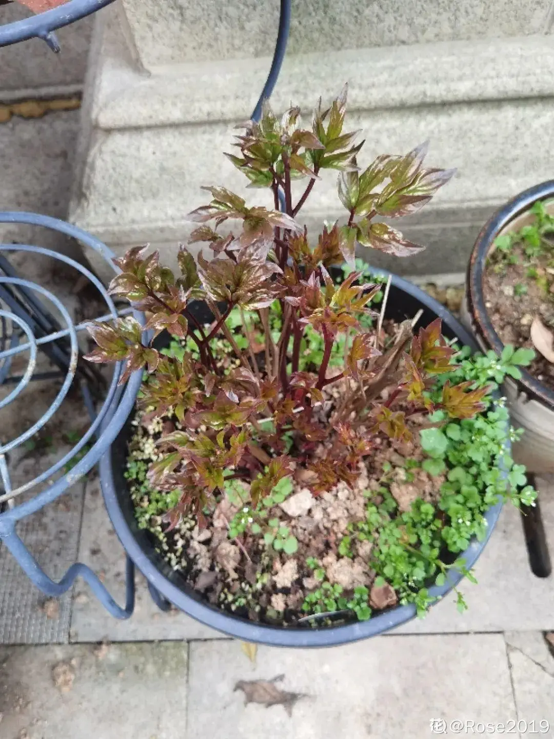 芍药花什么时候开花（芍药种植方法和时间）