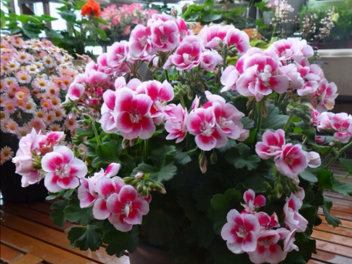 懒人和小白,就养天竺葵,掐一个心,冒一堆侧芽,开一窝花